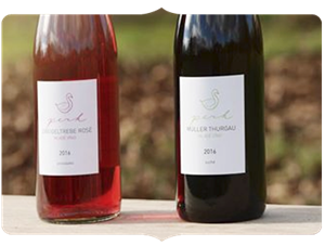 mlada-vina-2016.png